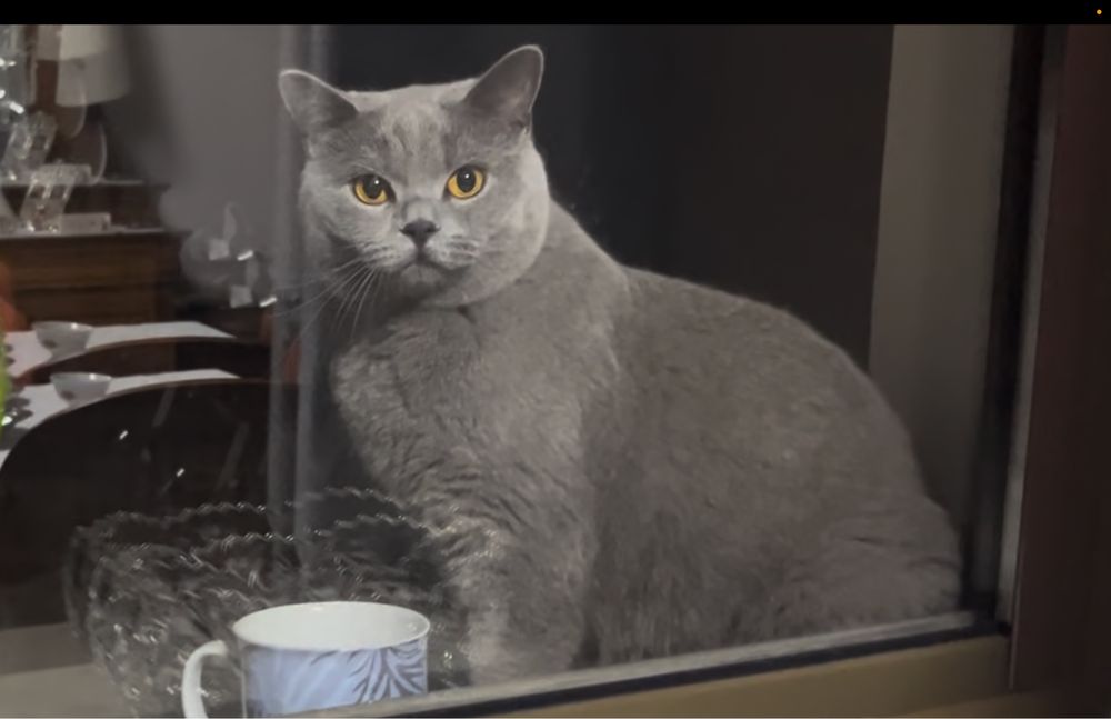 Zaginął kot brytyjski