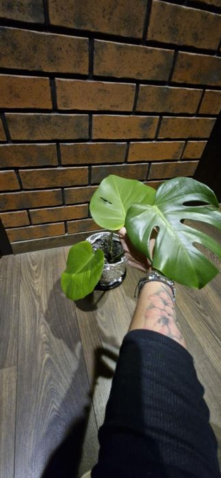 Monstera dziurawa.Dorosłe rośliny sadzonki.