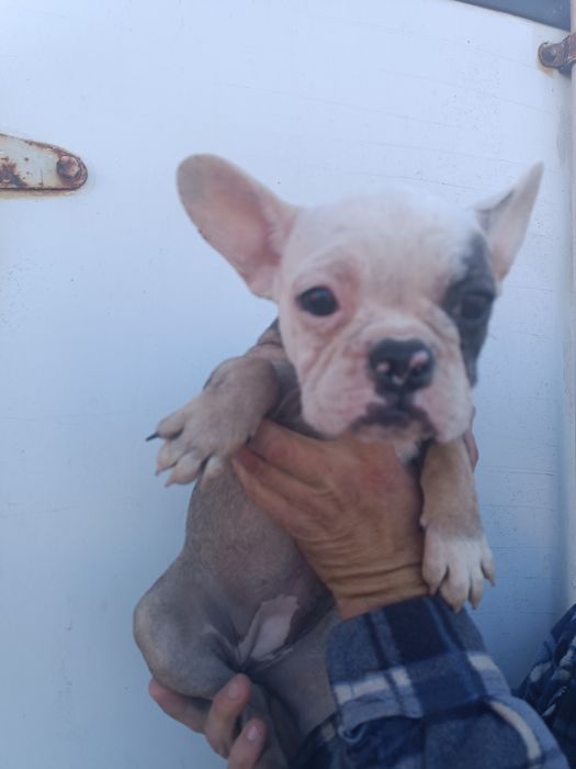 Різних розкрасів, різних цін, різної статі, чистокровні французики