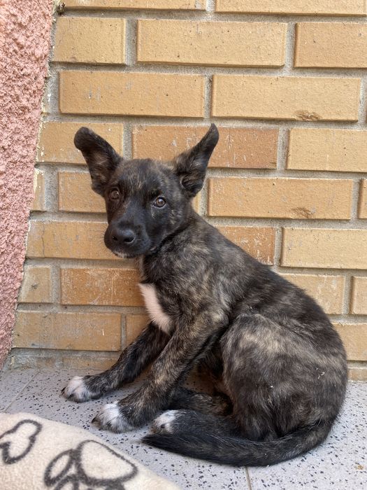Cachorro bebé para adoção responsavel