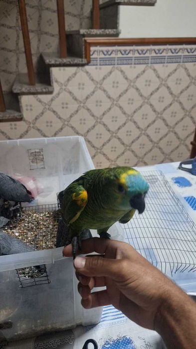 Papagaios cinzentos e aestiva criados a mao