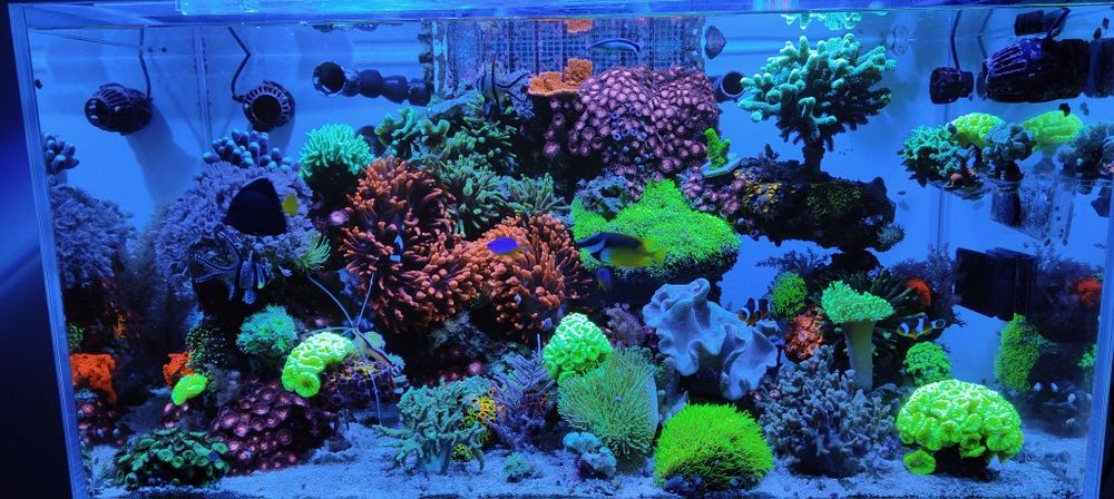 Koralowce miękkie , LPS , SPS Ukwiały czerwone , zielone morskie