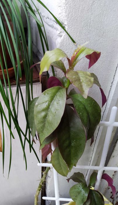 Продам комнатные цветы. Переския.