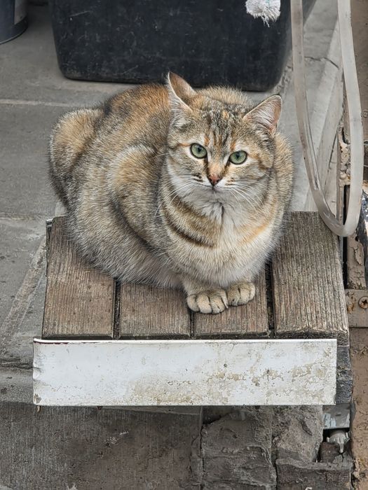 Віддам кішечок та кошенят  у добрі руки