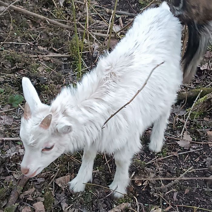Козенята 5  місяці – альпійська, ламанча, зааненська породи
Продаємо