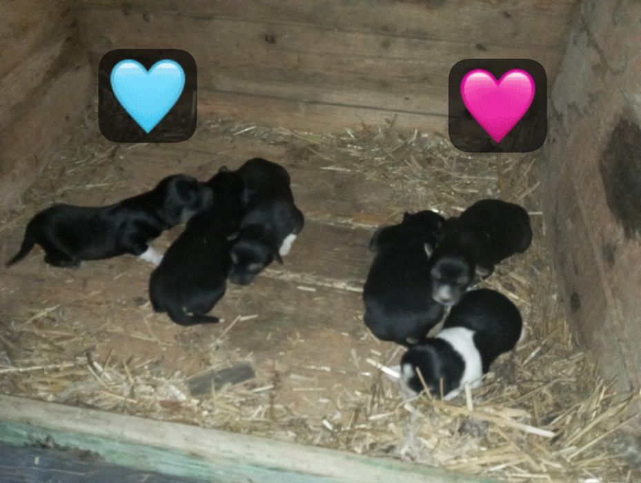 Помісь німецької вівчарки