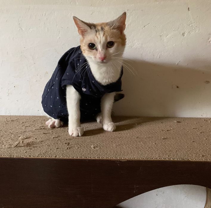 Стерилізована триколірна киця