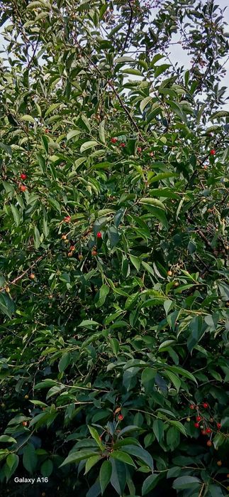 Ginja Biologica Boa