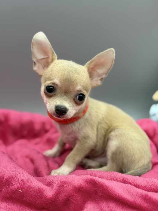 Chihuahua *piesek*