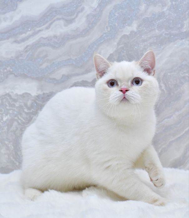 Шотландський мальчик