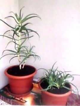 aloes kwiatek w doniczce