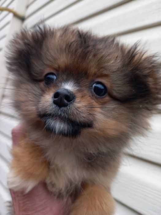 Девочка красавица