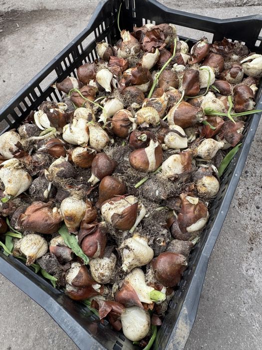 Цибулини тюльпана після вигонки