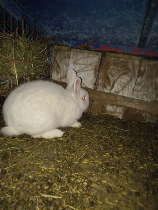 Samczyk Nowozelandzki Biały