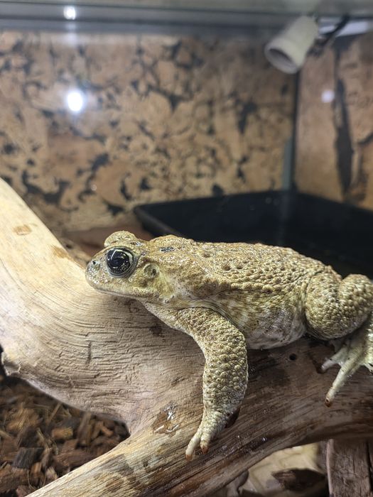 Ropucha Aga - rhinella marina