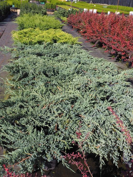 tuja brabant 100-140cm promocja Łabiszyn