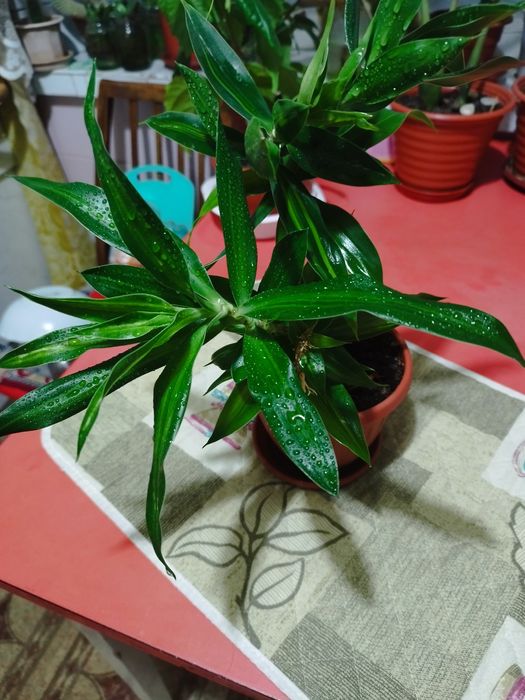 Драцена молодая.