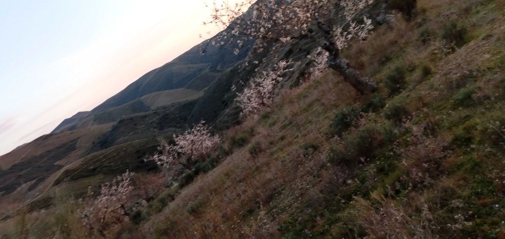Terrenos agricolas DouroBragança- Torre Moncorvo- Açoreira Desde 1950E