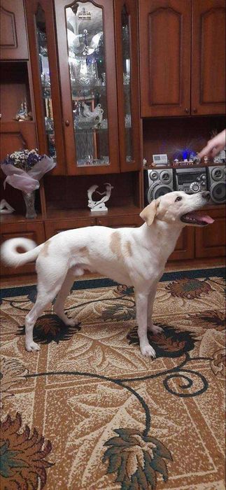 Пес Персик шукає дім