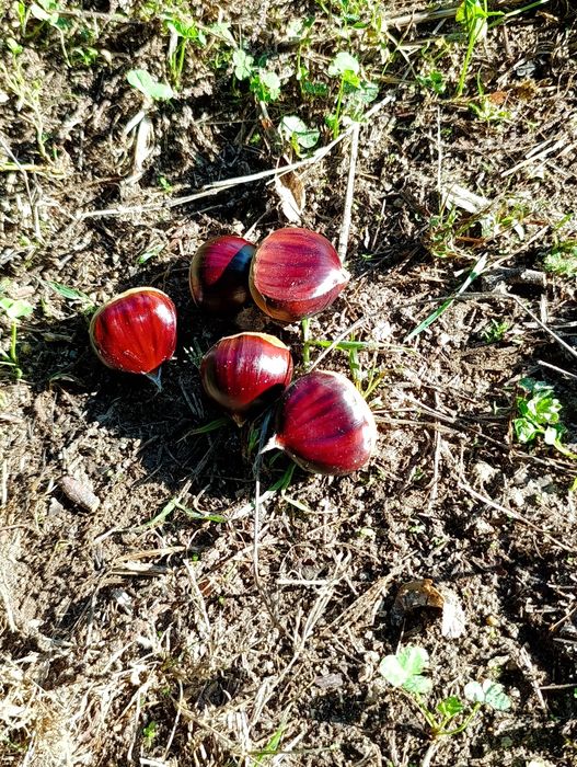 Castanhas  2.5/k