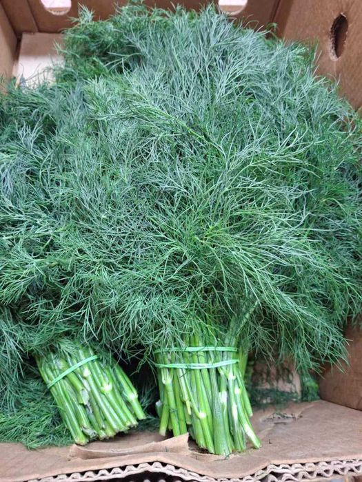 Кріп , укроп, свіжий зелений
