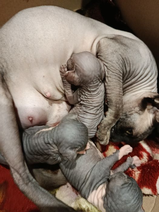 Кошенята канадського сфінкса .