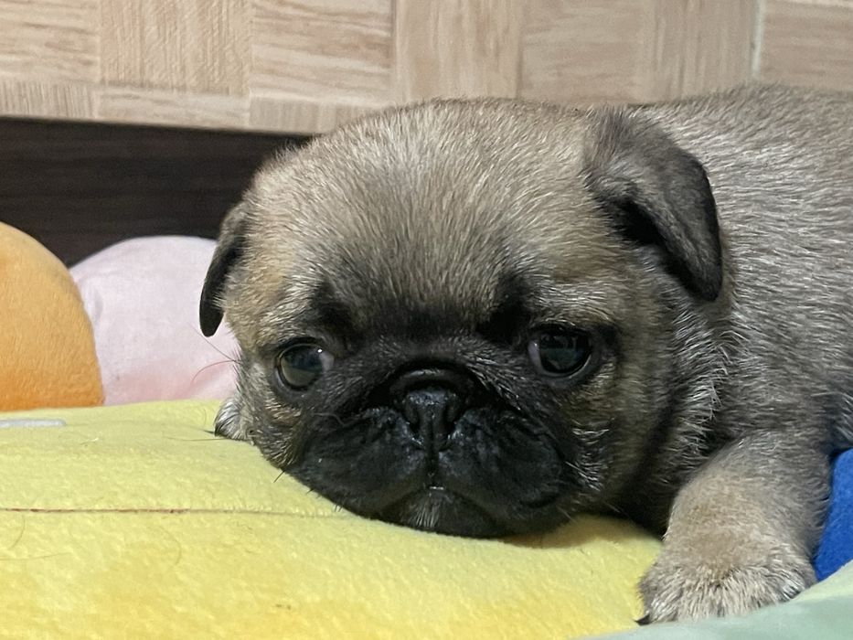 Мопс цуценята хлопчики і дівчатка КСУ Голден Пак