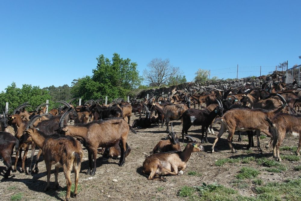 Vendo 60 cabras bravias