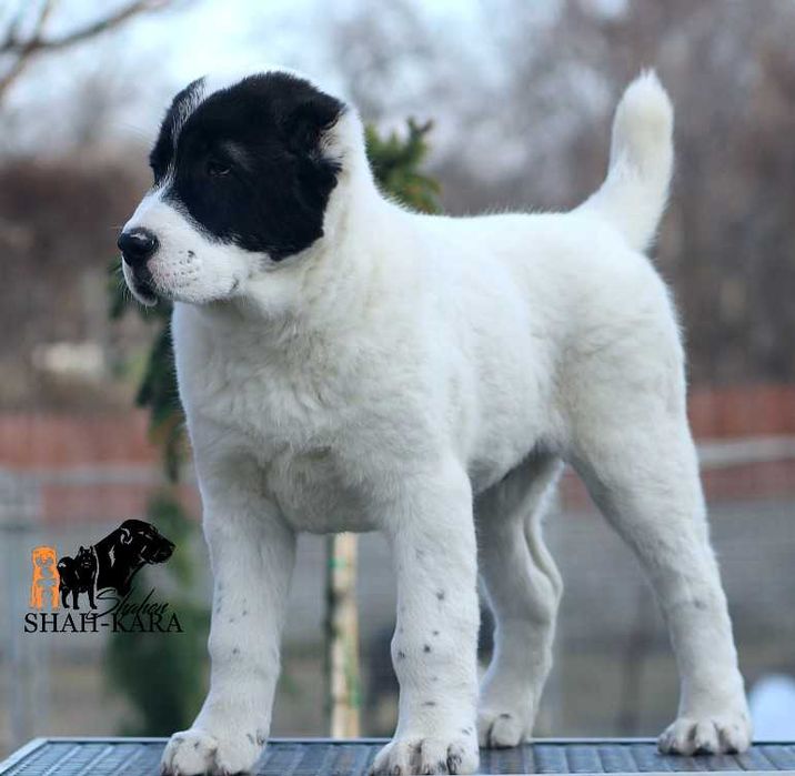 Яркий крупный кобель Среднеазиатской овчарки