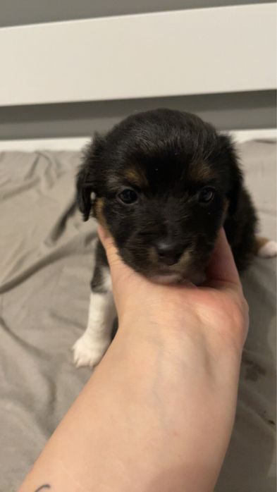 Oddam za darmo szczeniaki