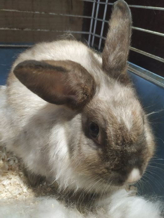 Продам декоративного кролика