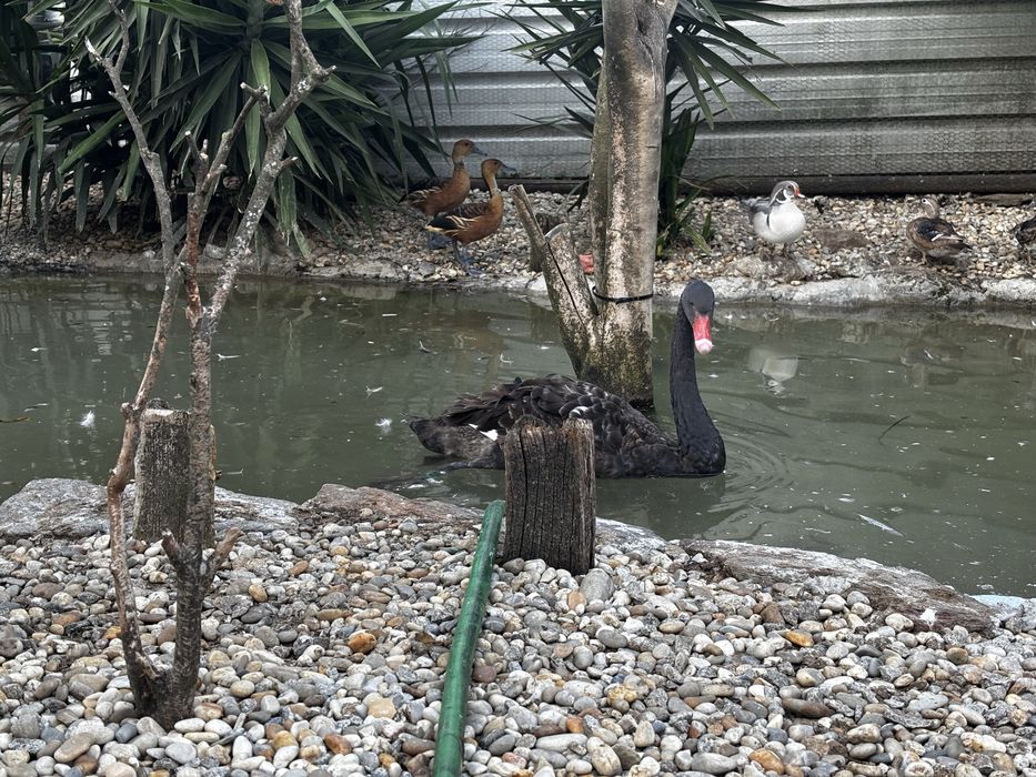 Casal cisne negro