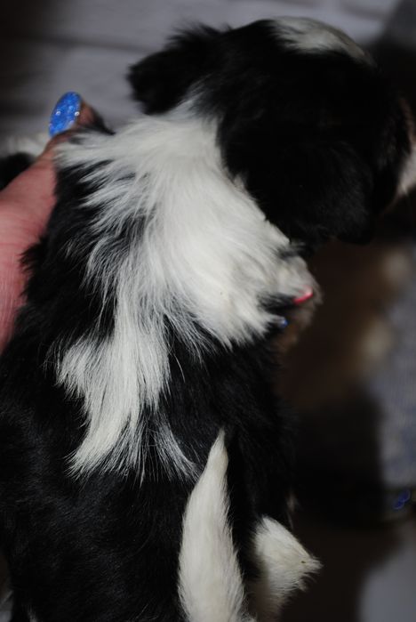 Чорно/біл міні хлопчик шукає люблячу родину