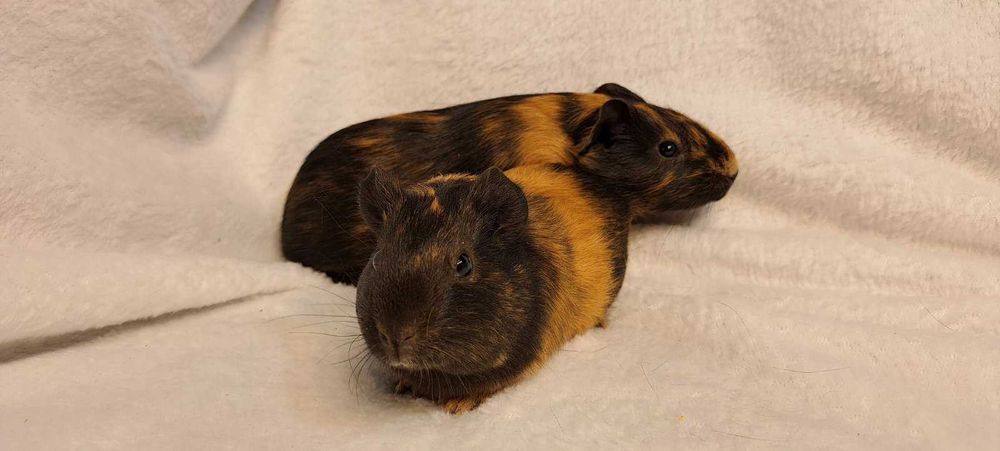 Морські свинки різні кольори.