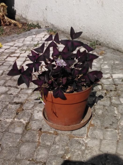 Trevo roxo envasado