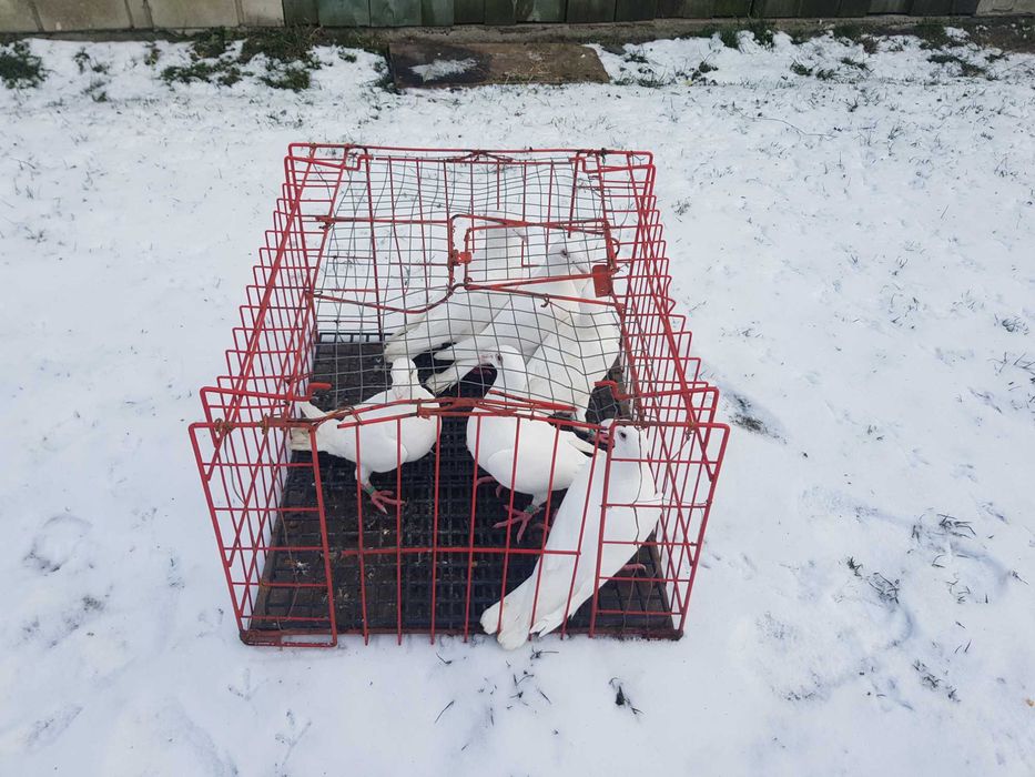 Gołębie rzeszowskie białe