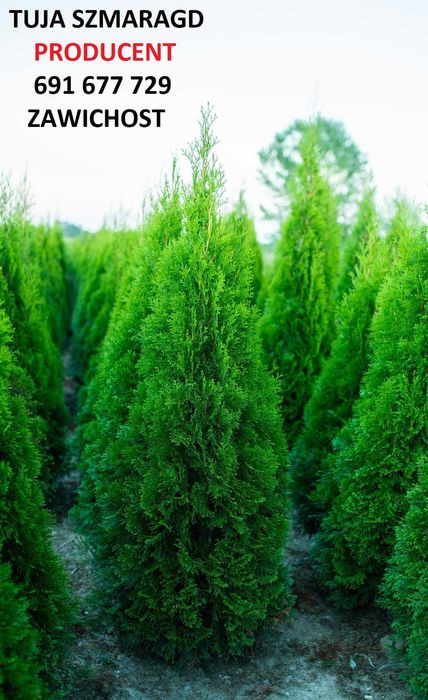Tuja szmaragd 120cm 140cm tuia smaragd thuja Sadzimy