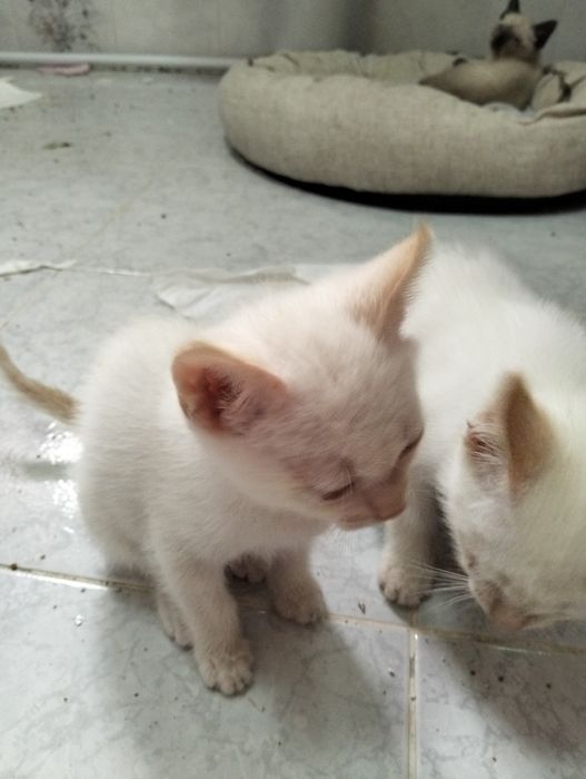 2 gatos Branquinhos para adoção