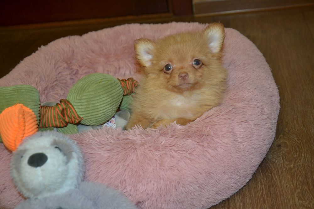 Міні  хлопчик  красунчик!