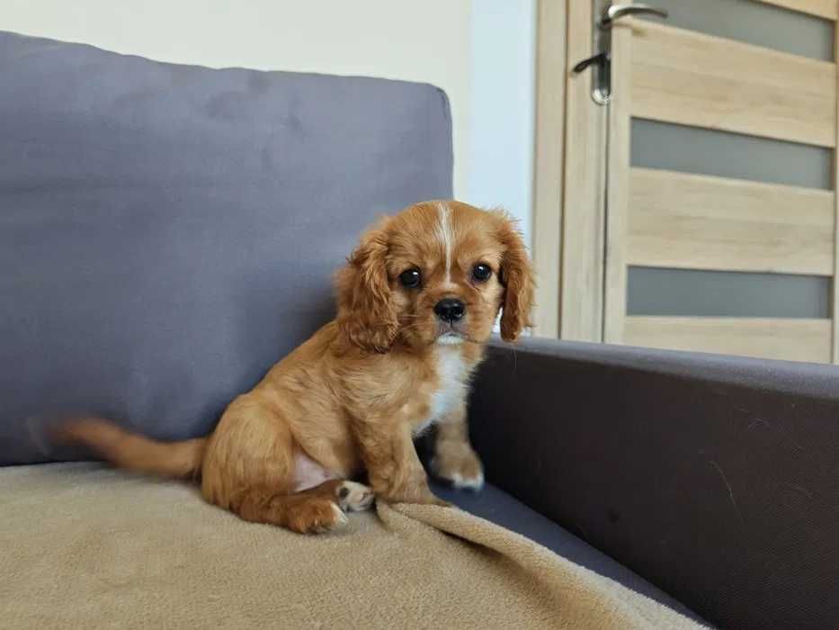 Cavalier king Charles