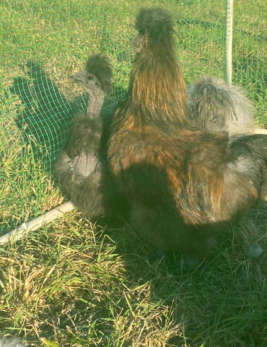 китайська шовкова курочки та півники