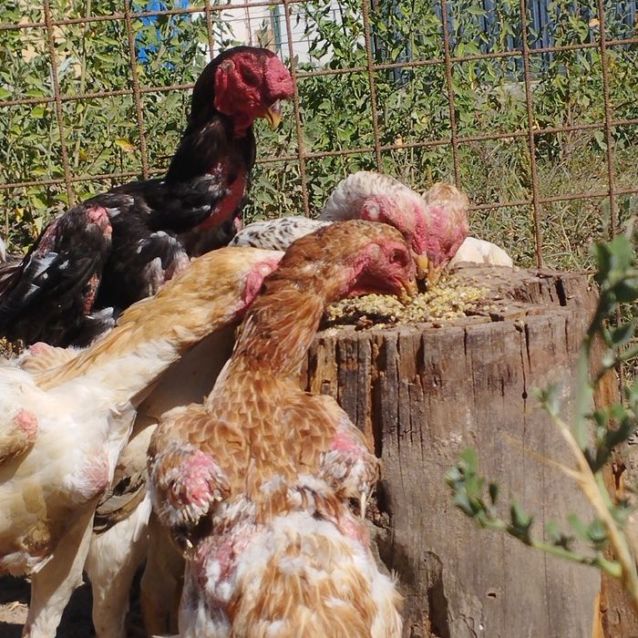 ovos indio gigante   +de 1m