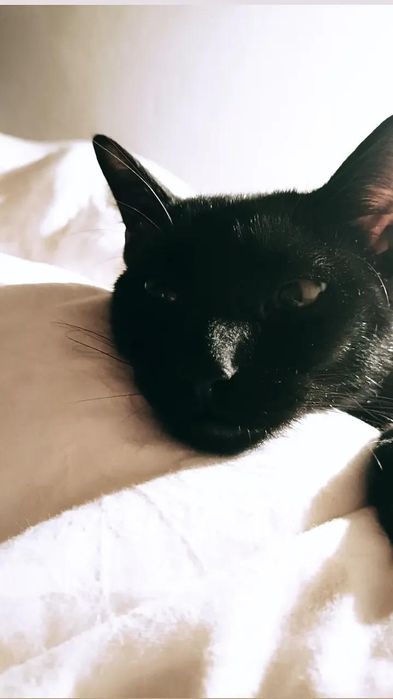 Dengo Gato 3 anos
