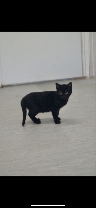 Młody Amarant szuka domu