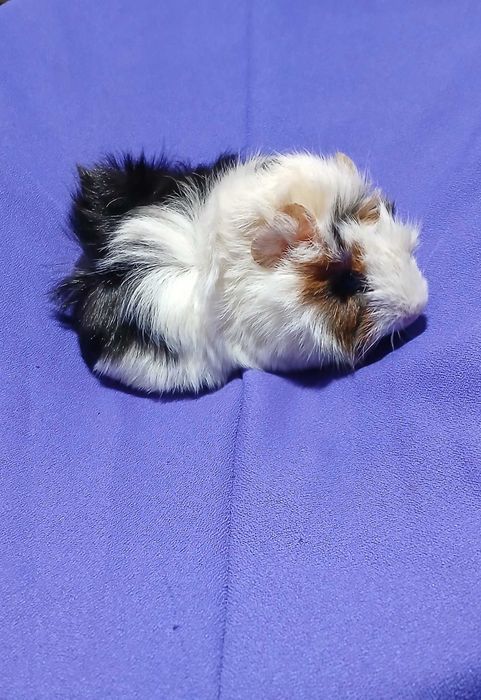 Морська свинка. Розетка.