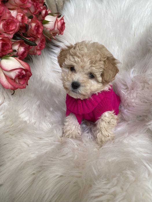 Мальтипу карамельні цуцики