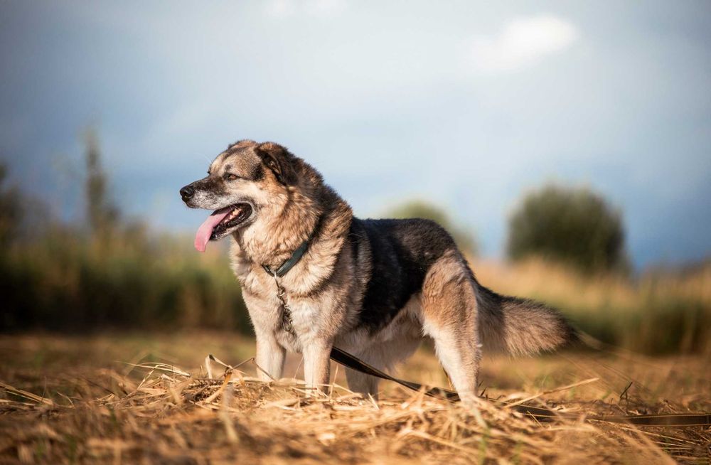 Hagi - miś co uwielbia spacery ADOPCJA