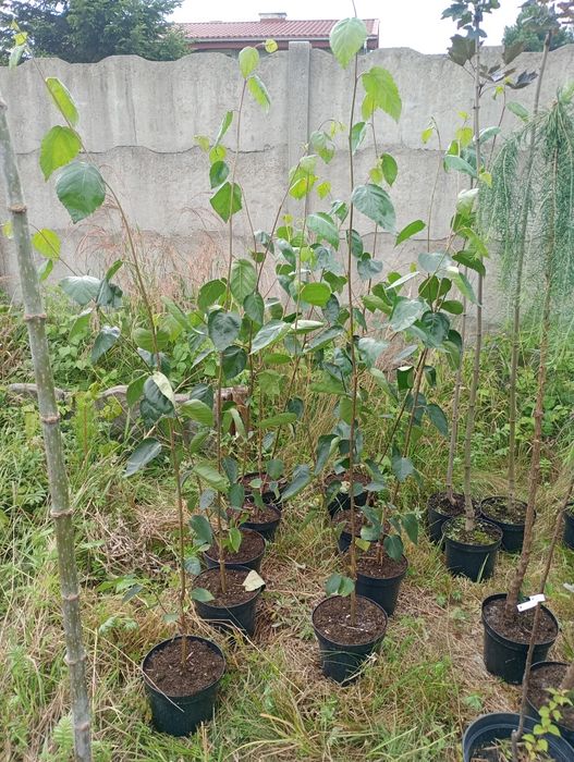 Sadzonka Brzoza Biała Doonrebos 170cm