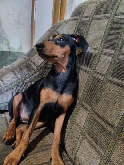 Девочка немецкий пинчер