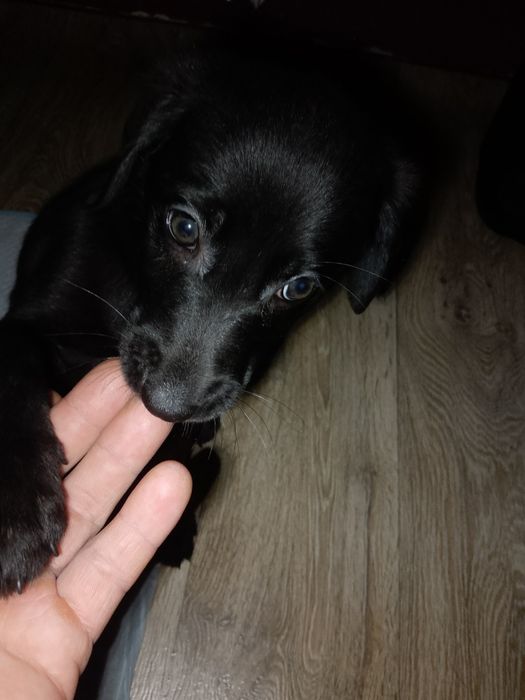 Oddam szczeniaki w dobre ręce